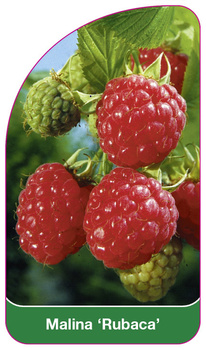 Malina 'Rubaca'