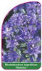 Rhododendron impeditum 'Violetta'