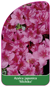 Azalea japonica 'Michiko'