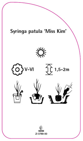 Syringa patula 'Miss Kim'