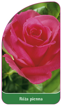 Kmenová růže č. 11