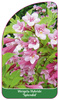 Weigela Hybride 'Splendid'