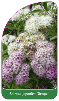 Spiraea japonica 'Genpei'