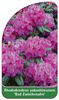 Rhododendron yakushimanum 'Bad Zwischenahn'