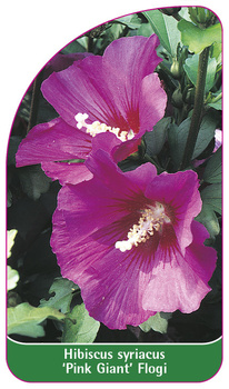 Hibiscus syriacus 'Pink Giant' Flogi
