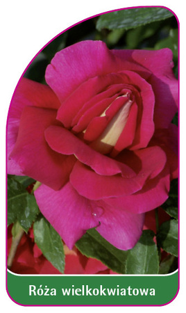 Velkokvětá růže č. 227 B