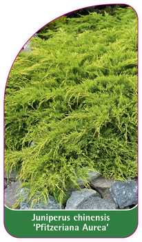 Juniperus chinensis 'Pfitzeriana Aurea'