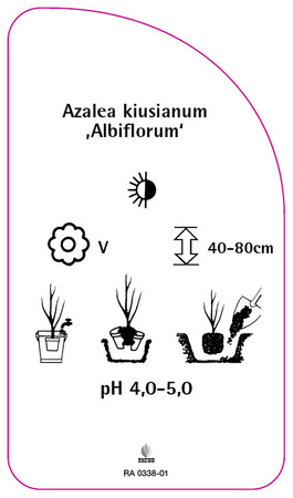 Azalea kiusianum 'Albiflorum'