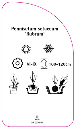 Pennisetum setaceum 'Rubrum'