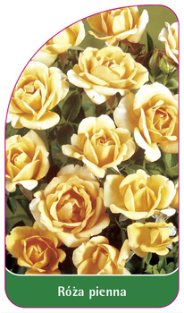 Róza pienna Nr. 38