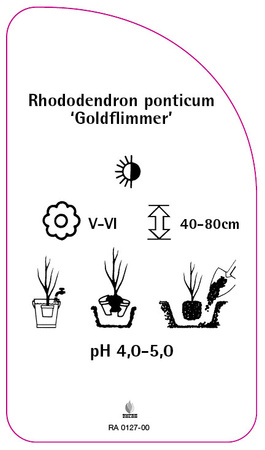 Rhododendron ponticum 'Goldflimmer'