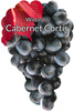 Vinice Cabernet Cortis