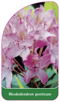 Rhododendron ponticum