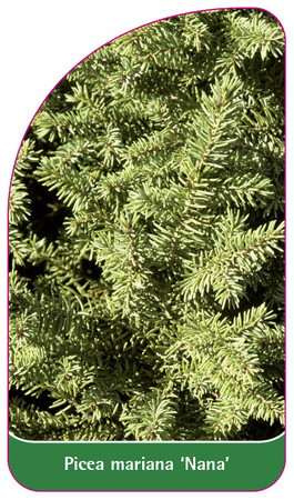 Picea mariana 'Nana'