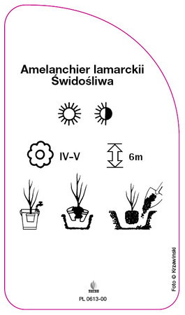 Amelanchier lamarckii Pădurea palidă