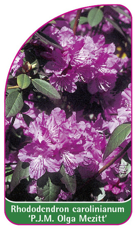 Rhododendron carolinianum 'P.J.M. Olga Mezitt'
