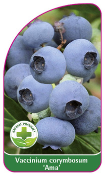 Vaccinium corymbosum 'Ama'