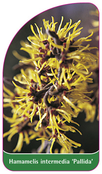 Hamamelis intermedia 'Pallida'