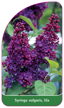 Syringa vulgaris, lila