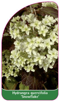 Hydrangea quercifolia 'Snowflake'