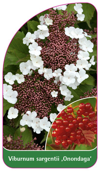 Viburnum sargentii 'Onondaga'
