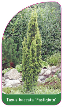 Taxus baccata 'Fastigiata'