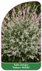 Salix integra 'Hakuro Nishiki'