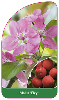 Malus 'Eleyi'