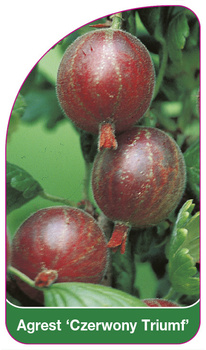 Coacăze "Red Triumph