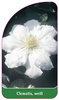 Clematis, weiß