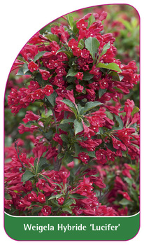 Weigela Hybride 'Lucifer'