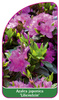 Azalea japonica 'Lilienstein'