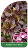 Weigela 'Minor Black'