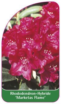 Rhododendron-Hybride 'Marketas Flame'