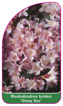Rhododendron keiskei 'Ginny Gee'