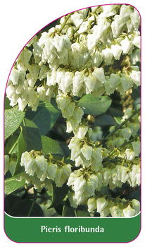 Pieris floribunda
