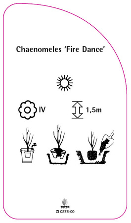 Chaenomeles 'Fire Dance'
