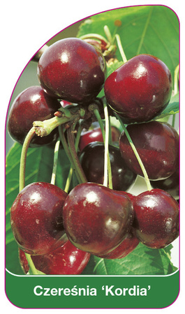 Třešeň 'Kordia'