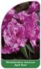 Rhododendron dauricum 'April Rose'