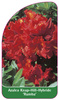 Azalea Knap-Hill-Hybride 'Rumba'