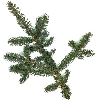 Gałązka świerka srebrna żywa do 30cm