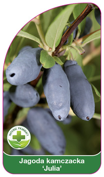 Jagoda kamczacka 'Julia'