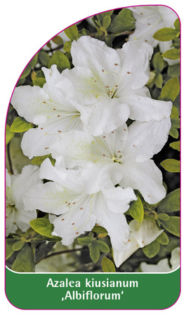 Azalea kiusianum 'Albiflorum'