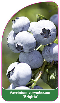 Vaccinium corymbosum 'Brigitta'