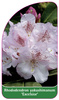Rhododendron yakushimanum 'Excelsior'