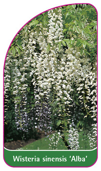 Wisteria sinensis 'Alba'