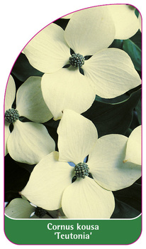 Cornus kousa 'Teutonia'