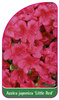 Rhododendron Azalea Japonica 'Little Red'