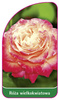 Róza wielkokwiatowa Nr. 242