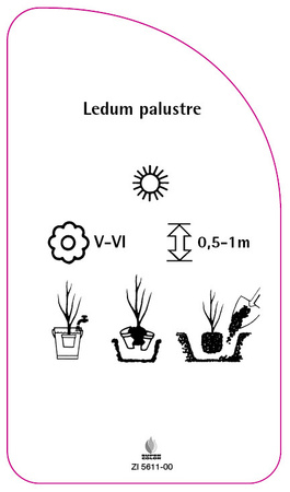 Ledum palustre